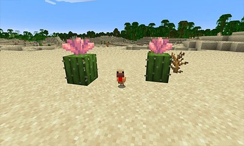 شجيرات الصبار الجديدة في ماين كرافت